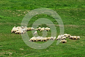 Herd of sheep on the lawn
