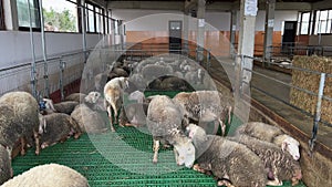 A herd of sheep, a livestock of mammals, standing in a pen in a barn