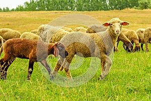 Herd of sheep on a meadow