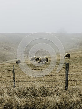 Herd of sheep on the meadow in foggy morning meadow in the mountain