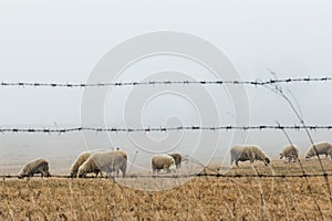 Herd of sheep on the meadow in foggy morning meadow in the mountain