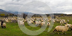Herd of sheep on the meadows at the foot of the mountain