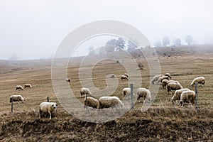 Herd of sheep on the misty field