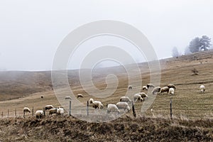 Herd of sheep on the misty field