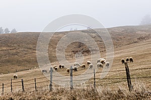 Herd of sheep on the misty field