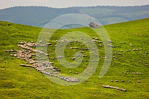 Herd of sheep on a mountain slope near Paltinis