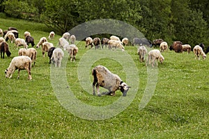 Herd of sheep in the mountains - The Tatra Mountains