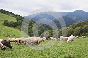 Stádo ovcí v horách - Tatry