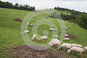 Stádo ovcí v horách - Tatry
