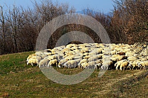 A herd of sheep