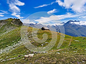 Herd of sheep in the national park of the vanoise, french alps.