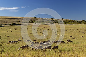 Herd of sheep near Millau, Occitanie, Departement Aveyron, France
