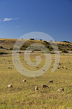 Herd of sheep near Millau, Occitanie, Departement Aveyron, France