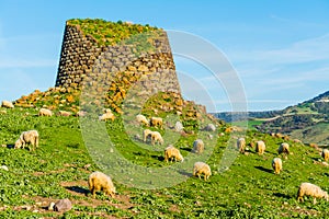 Herd of sheep by a Nuraghe