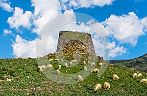 Herd of sheep by a nuraghe in Sardinia