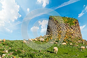 Herd of sheep by a nuraghe in Sardinia