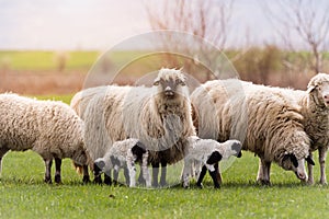 Herd of sheep on pasture - meadow in spring