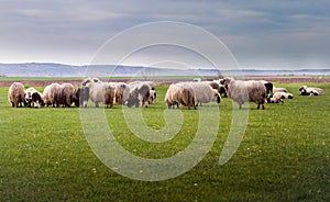 Herd of sheep on pasture - meadow in spring