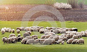 Herd of sheep on pasture - meadow in spring