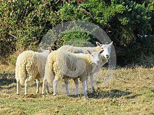 Herd of sheep on a pasture