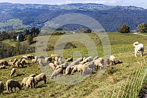 Herd of sheep with patou dogsheep in the Alps in France.