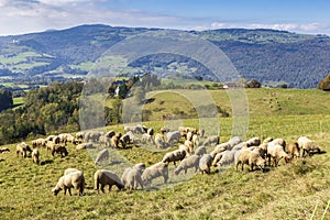 Herd of sheep with patou dogsheep in the Alps in France. photo