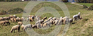 Herd of sheep with patou dogsheep in the Alps in France. photo