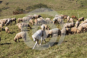 Herd of sheep with patou dogsheep in the Alps in France.