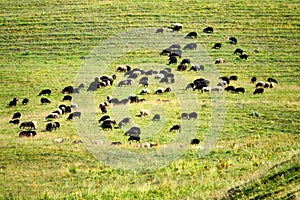Herd of sheep on mountain pastures