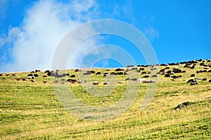 Herd of sheep on mountain pastures