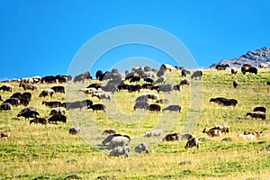 Herd of sheep on mountain pastures