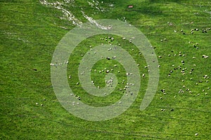Herd of sheep on mountain pastures