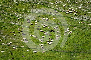 Herd of sheep on mountain pastures