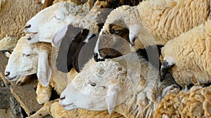 A herd of sheep rests in the shade maedow on a sunny fine day.