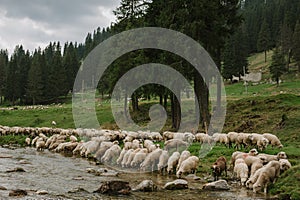 Herd of sheep on the river