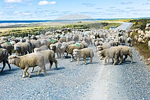 Herd of sheep on the road in Tierra del Fuego