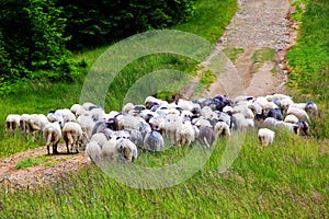 Herd of sheep running