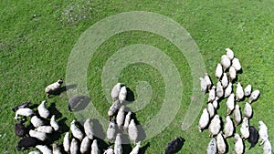 A herd of sheep runs across a green field in the countryside. View from above