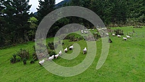 A herd of sheep runs into a wooden enclosure. Shevelev.