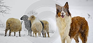Herd of sheep and shepherd dog  in winter landscape