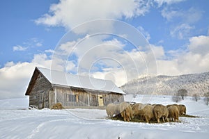 Herd of sheep skudde eating the hay meadow covered with snow