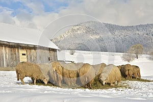 Herd of sheep skudde eating the hay meadow covered with snow
