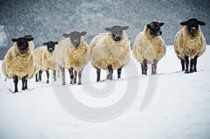 A herd of sheep in the snow