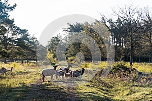 Herd of sheep standing in the morning sun
