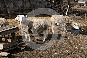 Herd of Sheep Standing on Top of a Dry Grass Field