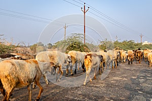 herd of sheep strolling on road in early daylight