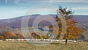 Herd of sheep on sunny mountain meadow