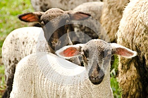 A herd of sheep with their cute lambs in the meadow