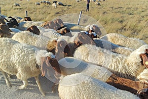 Herd of sheep walking along roadside