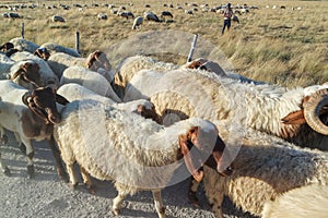 Herd of sheep walking along roadside